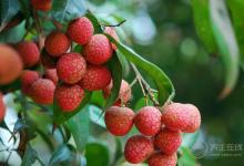 吃荔枝上火怎么辦？4個(gè)辦法解決