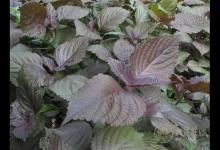 6種食物最適合冬季滋補，每個人都應該了解一下