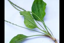 農村常見的車前草，泡水喝的作用你知道嗎？