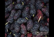 肝不好，這4種食物是養肝“高手”，不妨在家里多備些