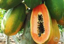 養肝一整年，食物養肝這些你都知道嗎？