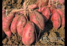 這5種常見的果蔬竟自帶毒素，食用要特別注意！