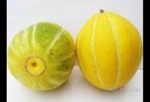 香瓜肚里竟然長芽了正常現象但不建議食用