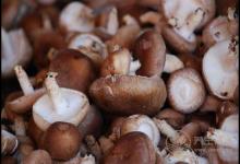 常吃香菇，對身體有這些好處，你都知道嗎？