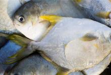 冷凍的鯧魚該怎么吃好呢?鯧魚的營養價值有哪些