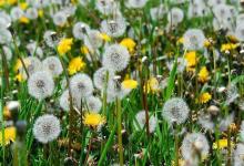 蒲公英根怎么吃養生功效大