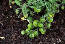 夏天吃西紅柿還有這么多禁忌？好多第一次聽(tīng)說(shuō)