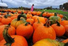 愛吃火鍋的小伙伴們須知：羊肉不能和什么一起吃？