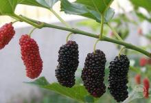 酒精過(guò)敏怎么辦 治療酒精過(guò)敏的偏方