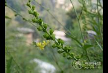 癌癥治療后，5種食物多吃可防復(fù)發(fā)