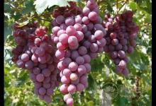 貧血怎么辦補(bǔ)血的水果有哪些