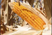 野菜的天然藥用價值有哪些？