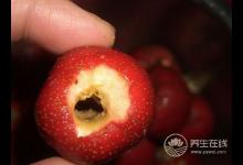 過年過節(jié)吃得太油膩，推薦你吃6種解膩食物