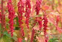 這種紅色食物可減肥防三高，還防癌