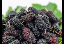 補血不想吃豬肝，那就選這些水果