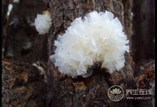 保養(yǎng)有護膚品還不夠！多吃下面幾種食物，比護膚品有用