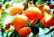 2種食物可幫助預(yù)防婦科疾病