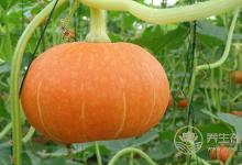 常吃雞蛋可以保持大腦年輕！盤點6種最健腦的食物