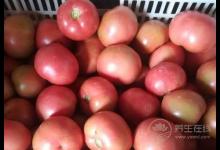 養肝吃什么好？肝臟不好怎么補？