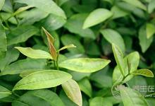 吃完東西口氣臭不想說話？5個方法幫你化解尷尬