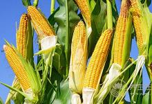 玉米不只是用來吃的，還是用來“用”的