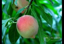 桃子又脆又好吃，但是有3點你一定要知道