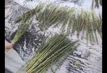 常掉頭發多吃一種黑色食物