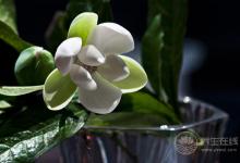 這些花卉有毒，最好不要在家里養(yǎng)