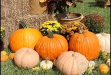 南瓜營養好，但別和這3種食物搭配吃