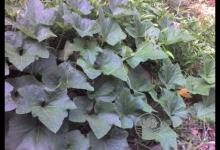 南瓜葉的功效與作用孕婦能不能吃南瓜葉