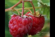 小時(shí)候吃的野果，竟有這么多功效