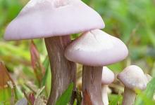 癌癥無情，平常需多吃4物，杜絕癌癥保健康