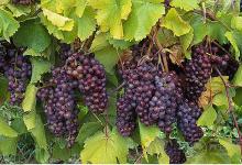 夏天沒胃口？吃這些就對了