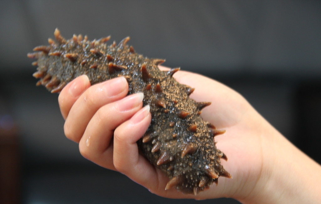 海參的保質期有多長時間 海參的保存方法 海參的保質期有多長時間 海參的保存方法