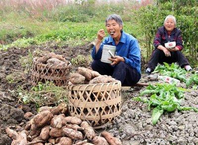 吃地瓜是否容易發胖 紅薯的功效有哪些
