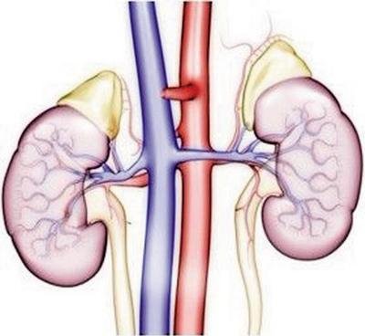 腎病到晚期的注意事項以及還能活多久