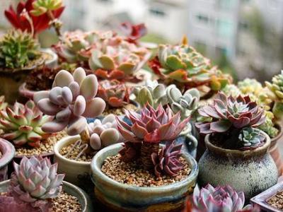 多肉植物適合放在臥室還是放在陽(yáng)臺(tái)