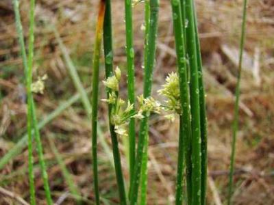 燈心草的服用功效與藥用價值有哪些