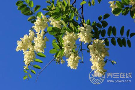 槐花有哪些禁忌呢?