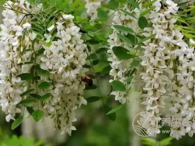 槐花有哪些藥用價(jià)值?