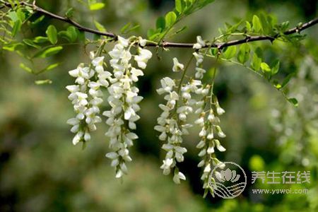 槐花有哪些吃法?