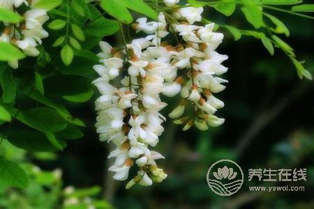 槐花有哪些吃法?