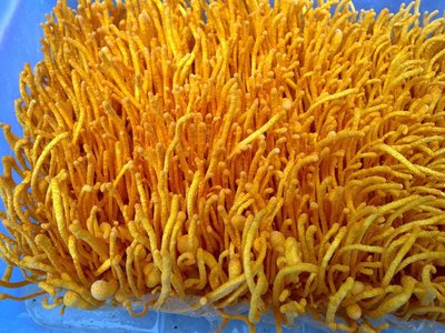 蟲(chóng)草一次服用量達(dá)到多少效果最好 蟲(chóng)草一次服用量達(dá)到多少效果最好