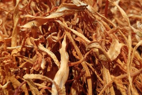 不同大小的蟲草之間存在著哪些區(qū)別