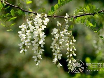 槐花有哪些吃法?