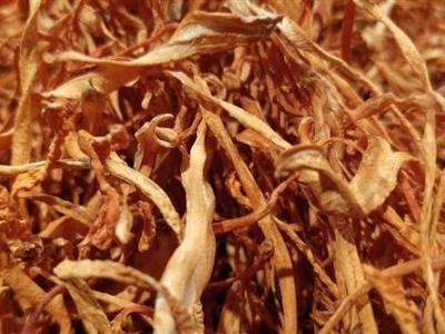 不同大小的蟲草之間存在著哪些區別