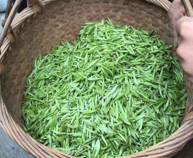 黃金白茶有哪些作用屬于哪一種類的茶