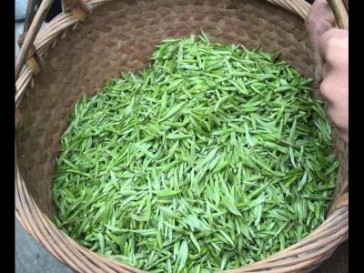 黃金白茶有哪些作用屬于哪一種類的茶