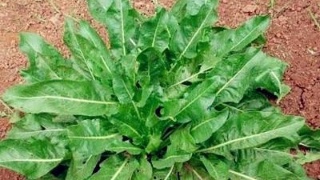 吃哪些食物可以起到好的消斑效果