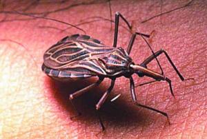 人體皮膚經常出現的寄生蟲種類有哪些